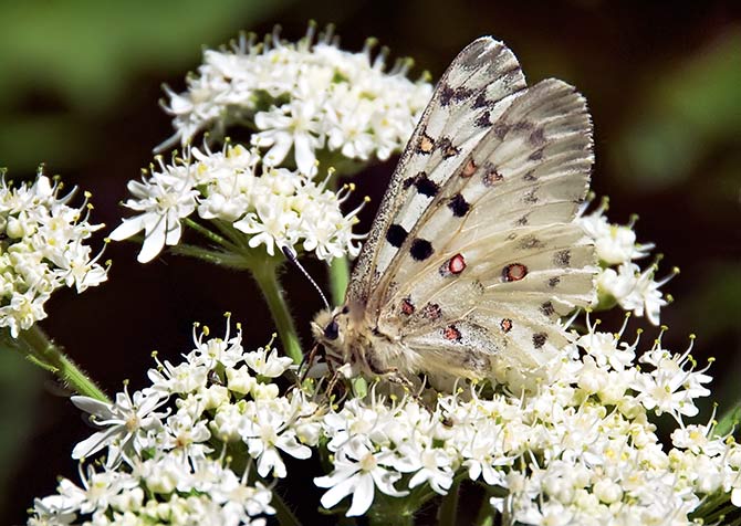 jacobs ladder butterfly